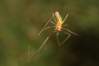Un tetragnathe (Aranea - Tetragnathidae - Tetragnatha sp.)